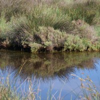 Photo de France - La randonnée de la Tamarissière